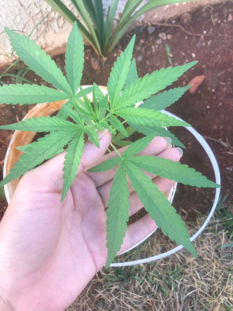 primeiro-cultivo