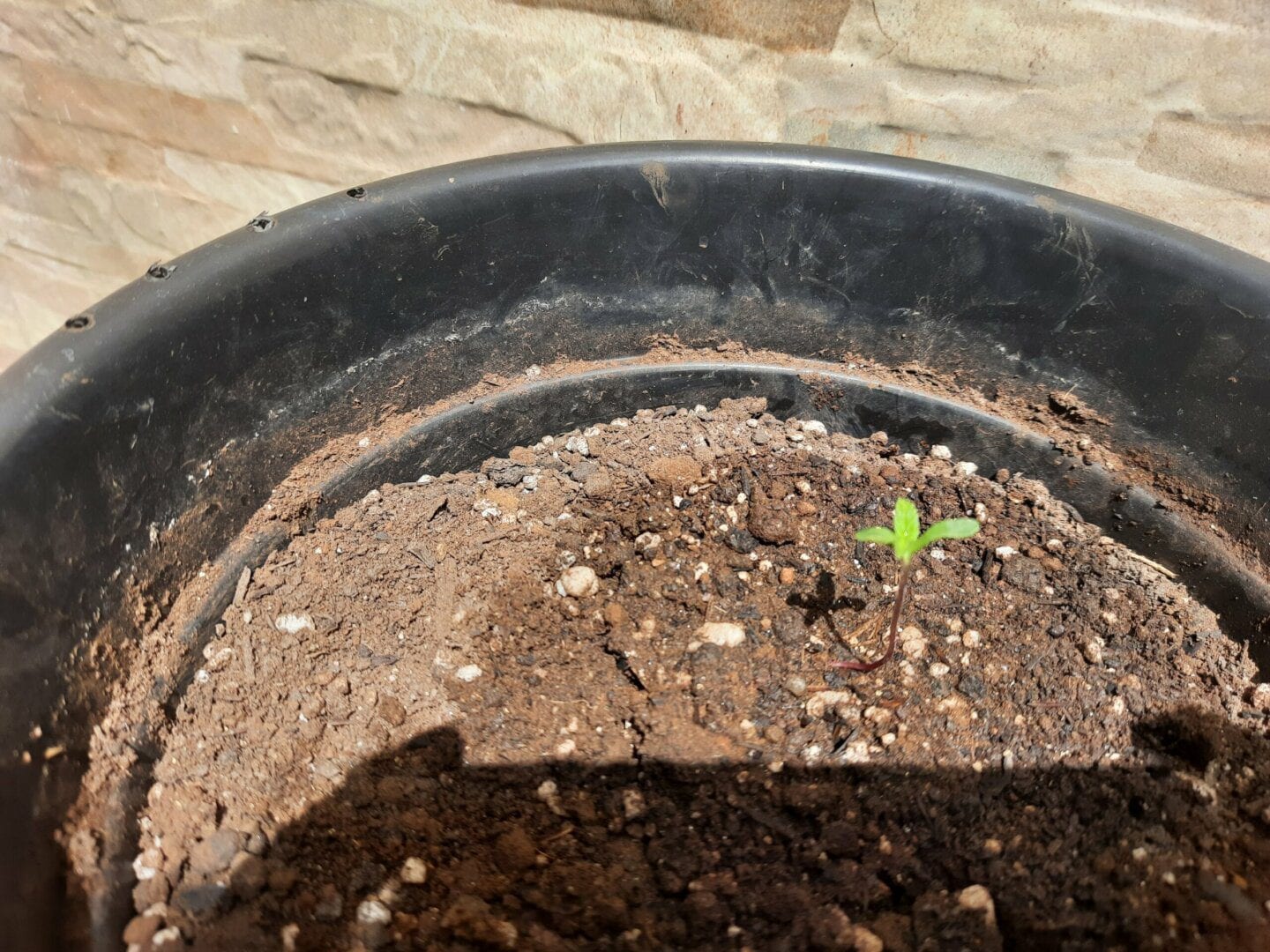 prenseeds-1-0