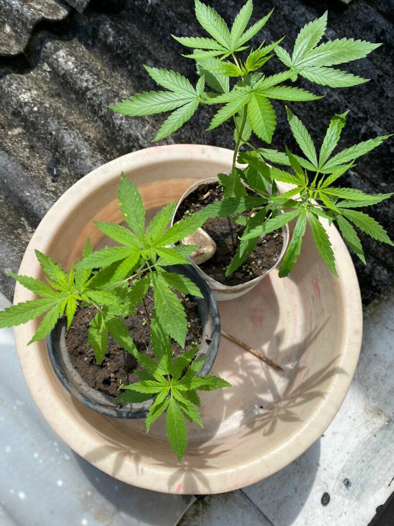 aprendizgrower