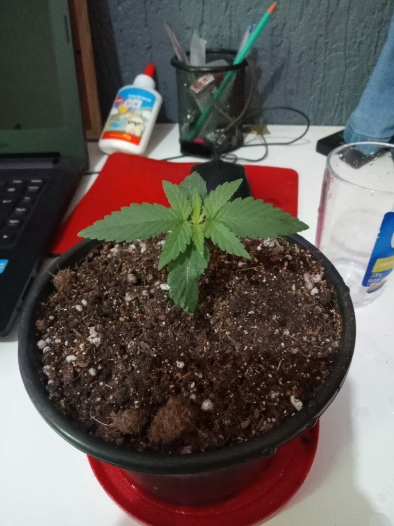 semana-2