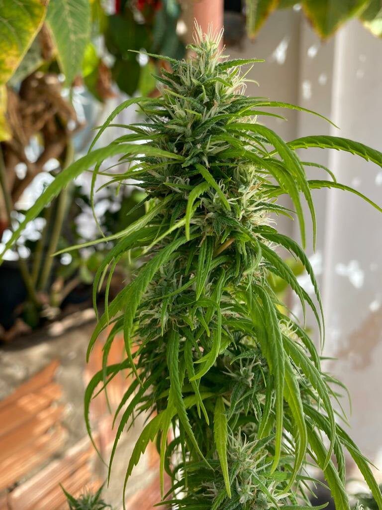 dirio-outdoor-77