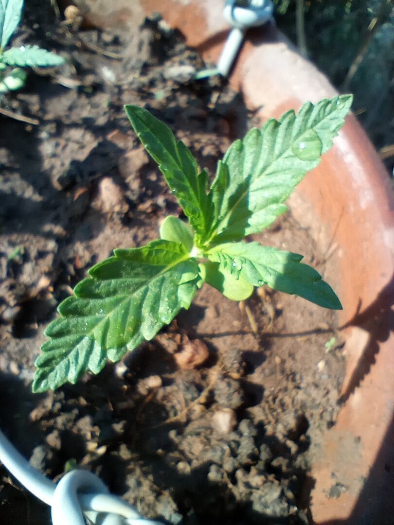 Ipameri growing