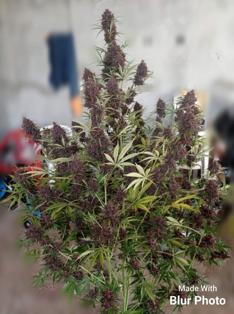 sementes-do-gordo-thc