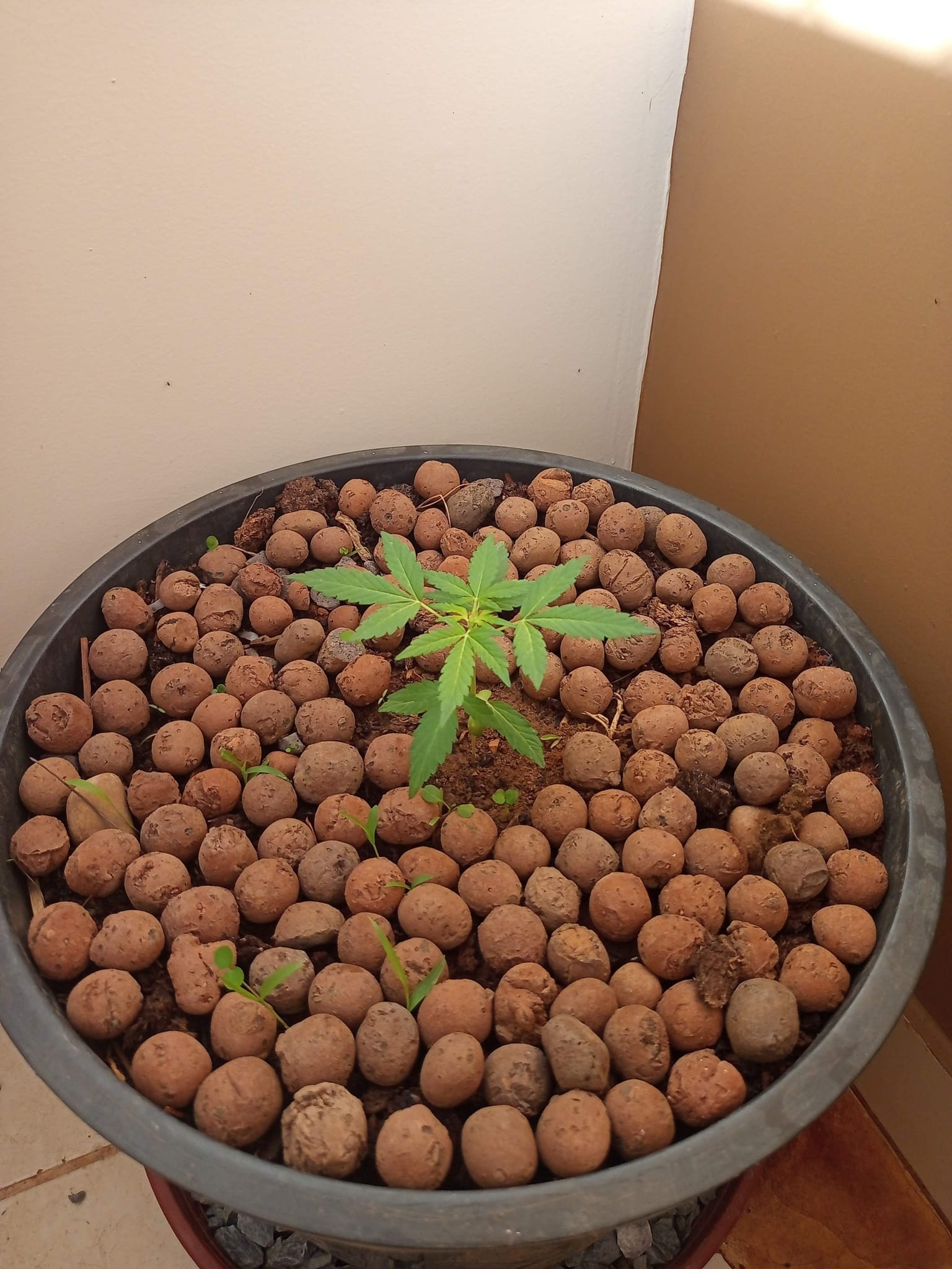 Meu Primeiro Plantio