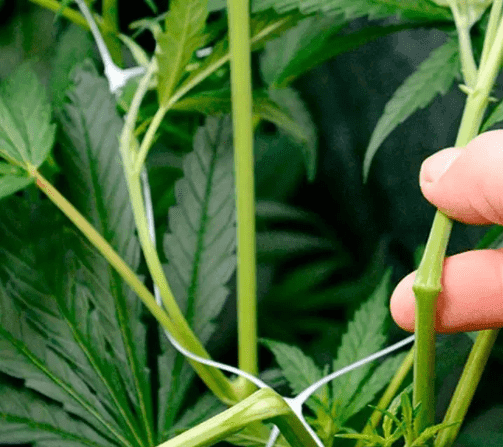 Super cropping- HST na Cannabis