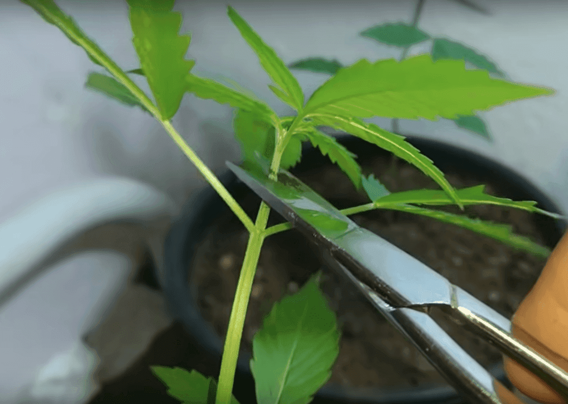 Topping - Poda Top ou Apical na Cannabis