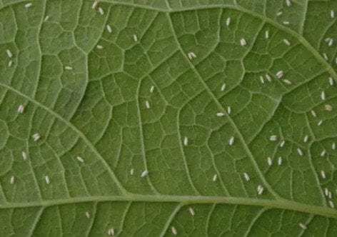 As pragas no cultivo da Cannabis