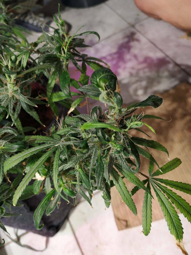 Problemas e doenças na plantação de maconha