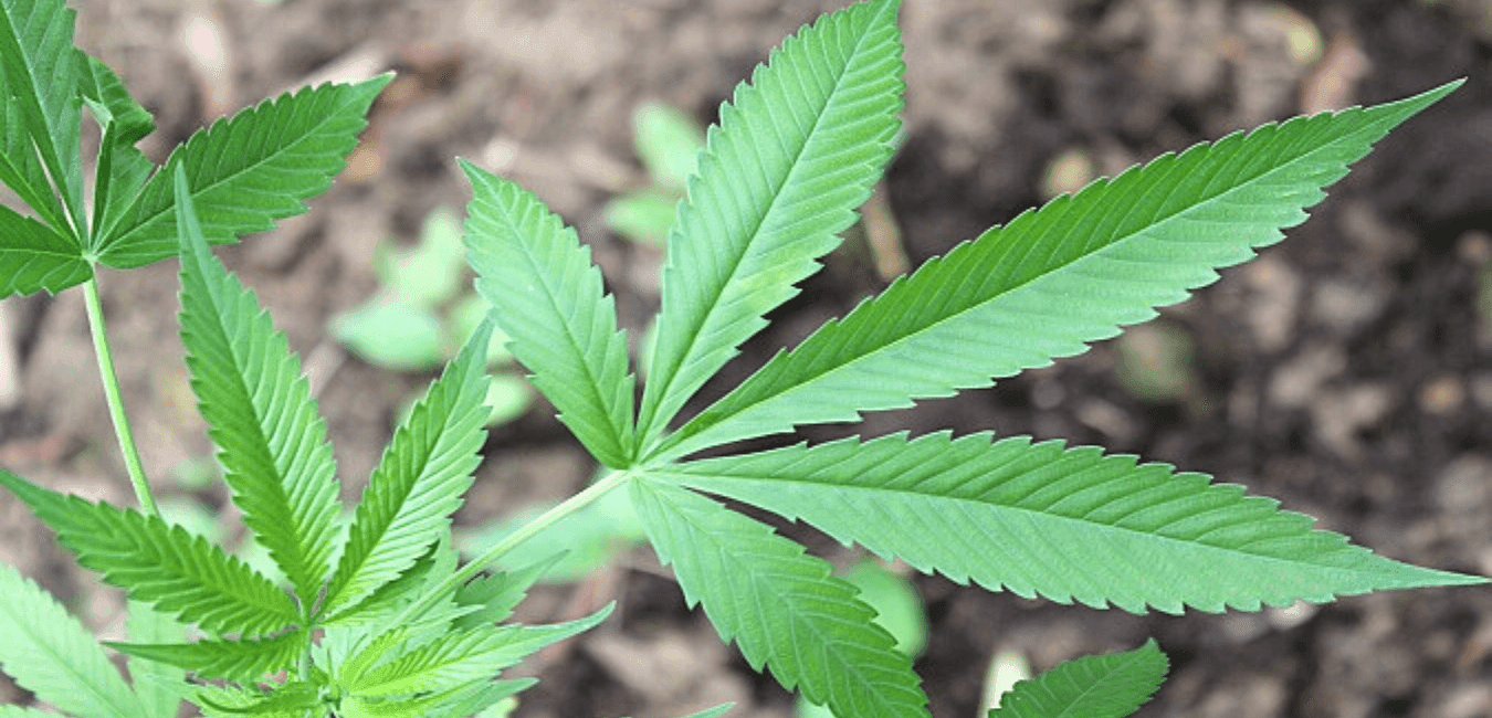 Anatomia da cannabis - Conheça as partes da planta