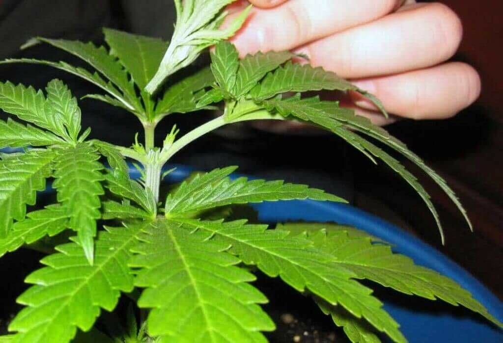 Desfolhação, técnica de desfolhamento na Cannabis