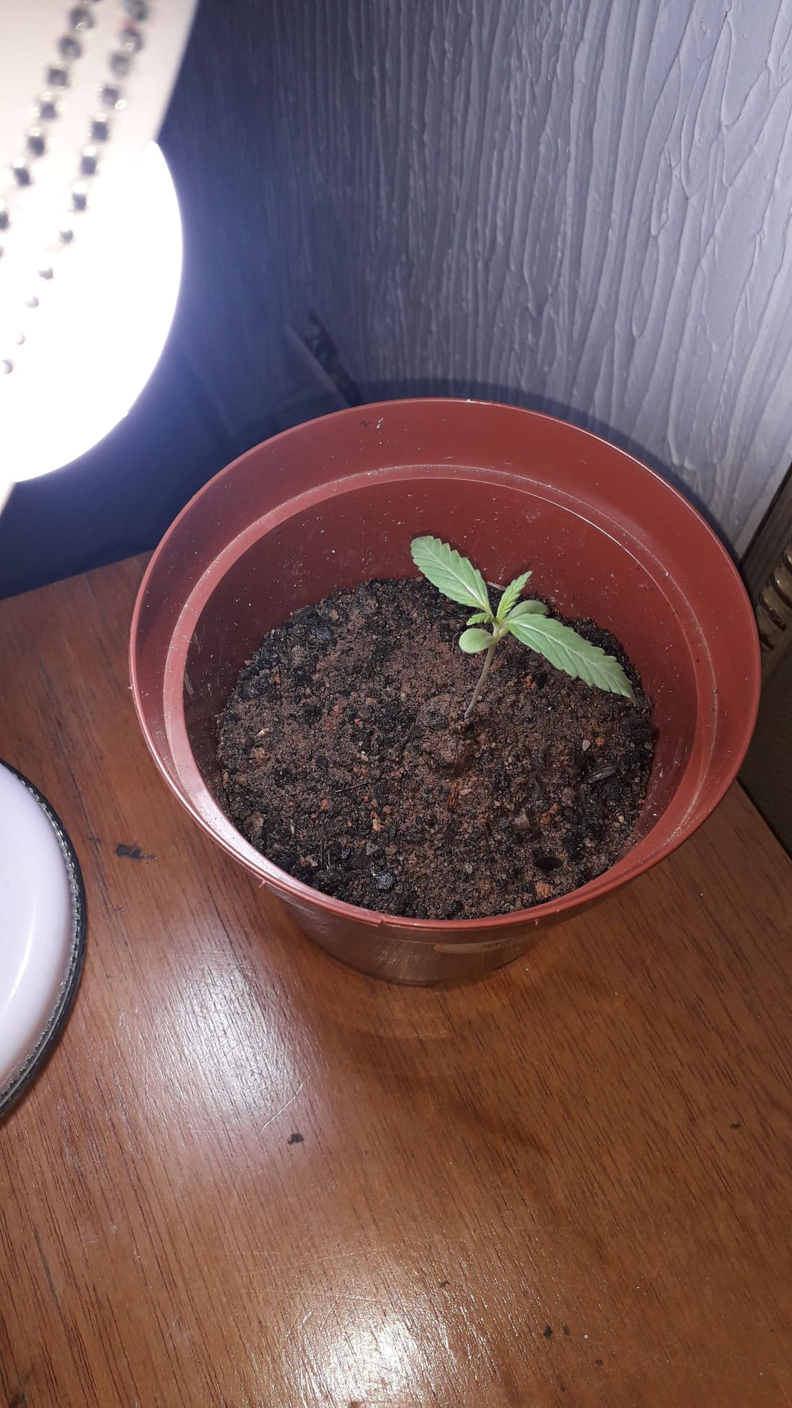 Legalize