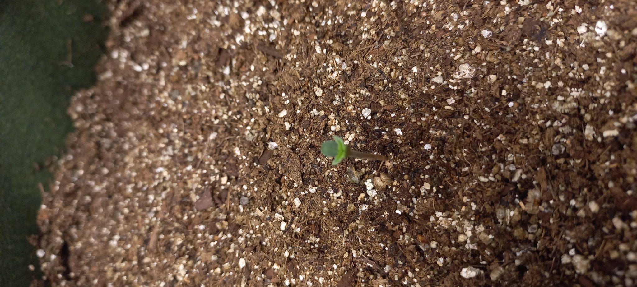 Primeiro Cultivo