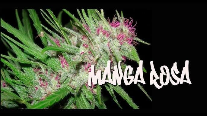 manga