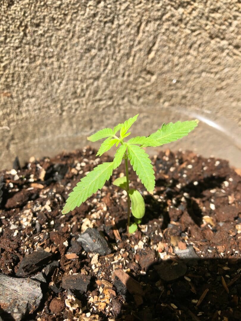 Pereira kush