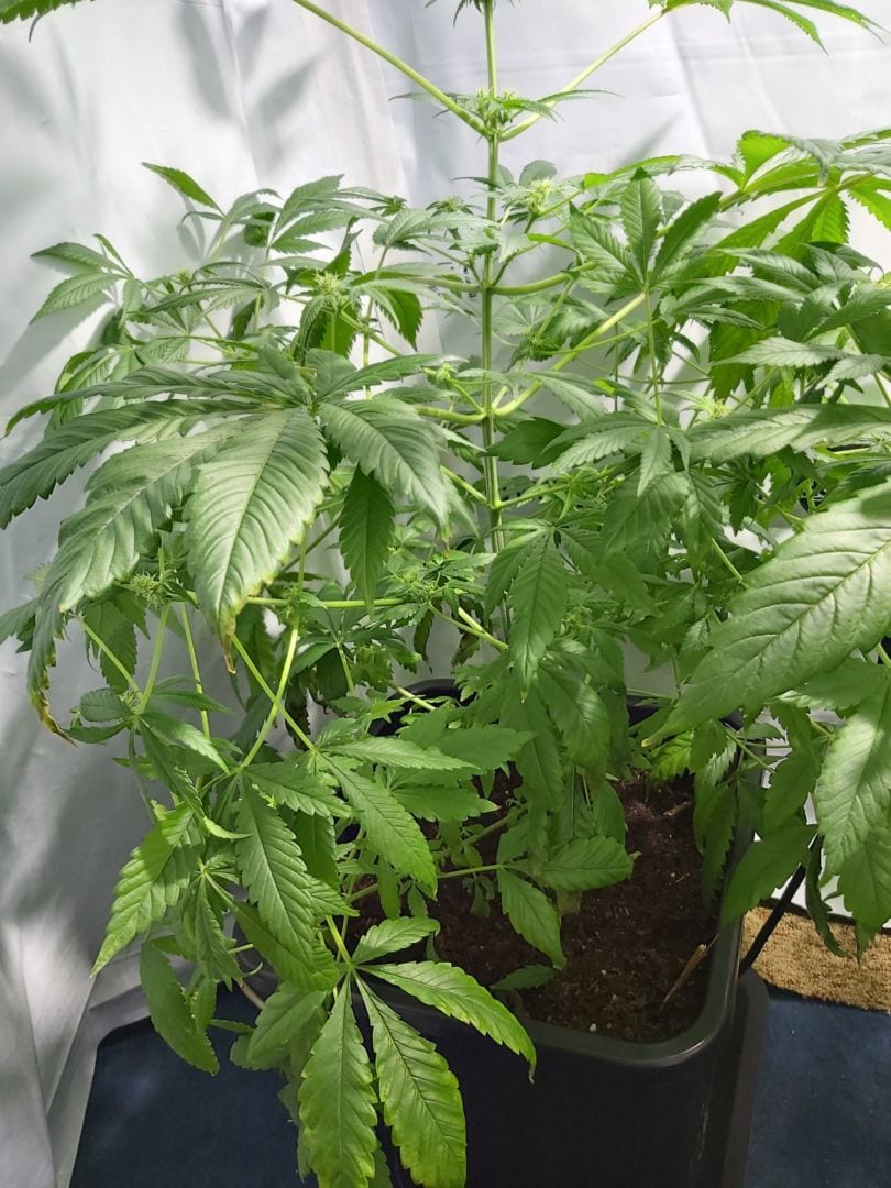 white-widow-cbd-feminizada