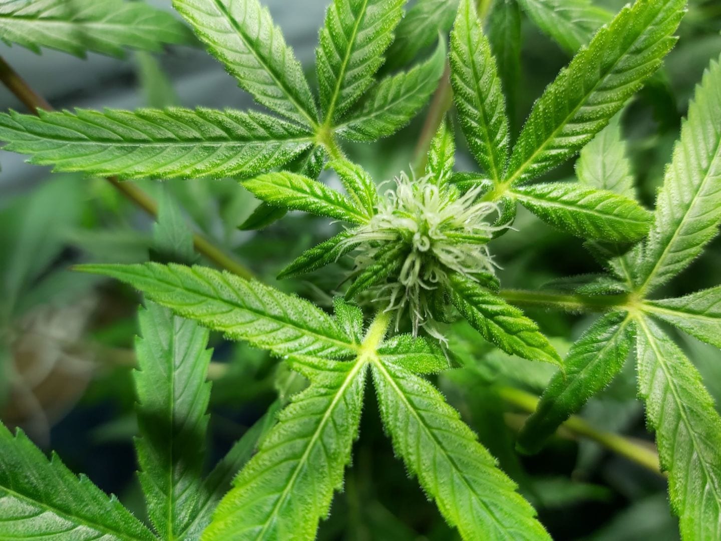 auto-pineapple-glue-2