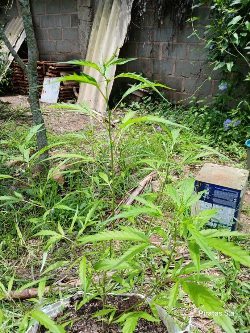Primeiro cultivo