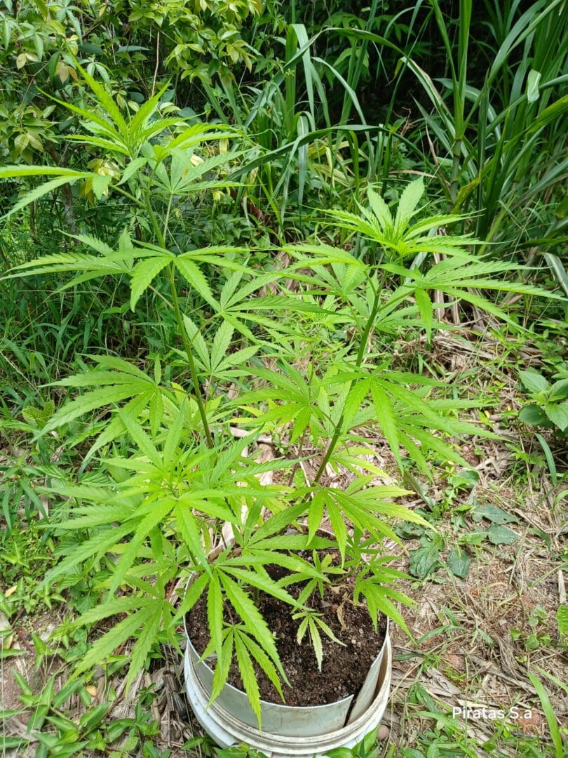 Primeiro cultivo.