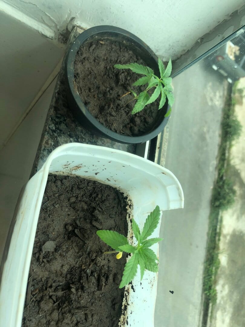 Meus primeiros pezinhos