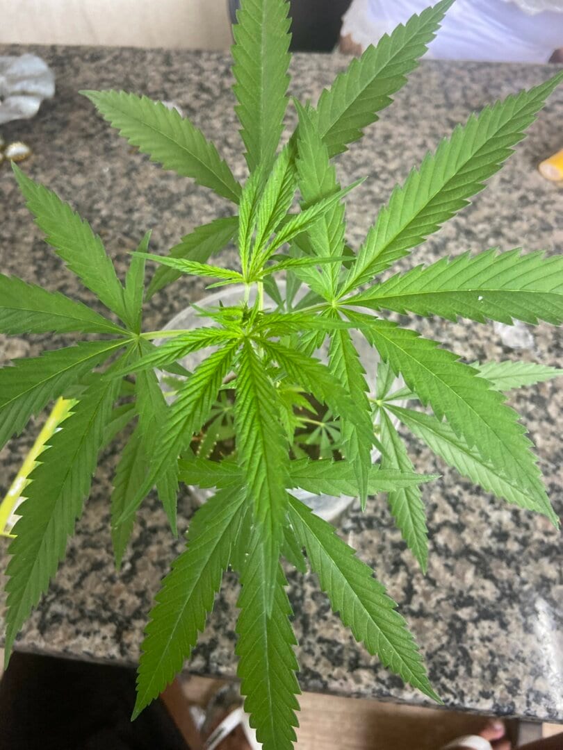 Primeiro cultivo