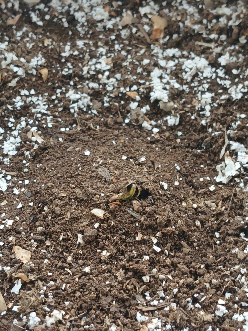 Planta x