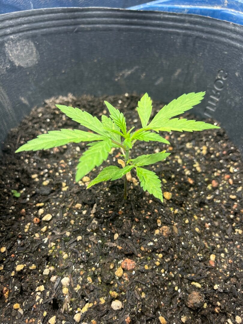 Primeiro cultivo