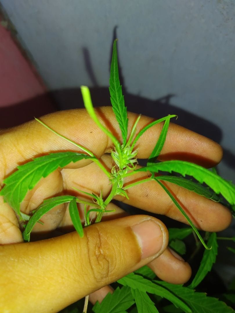 maryjane
