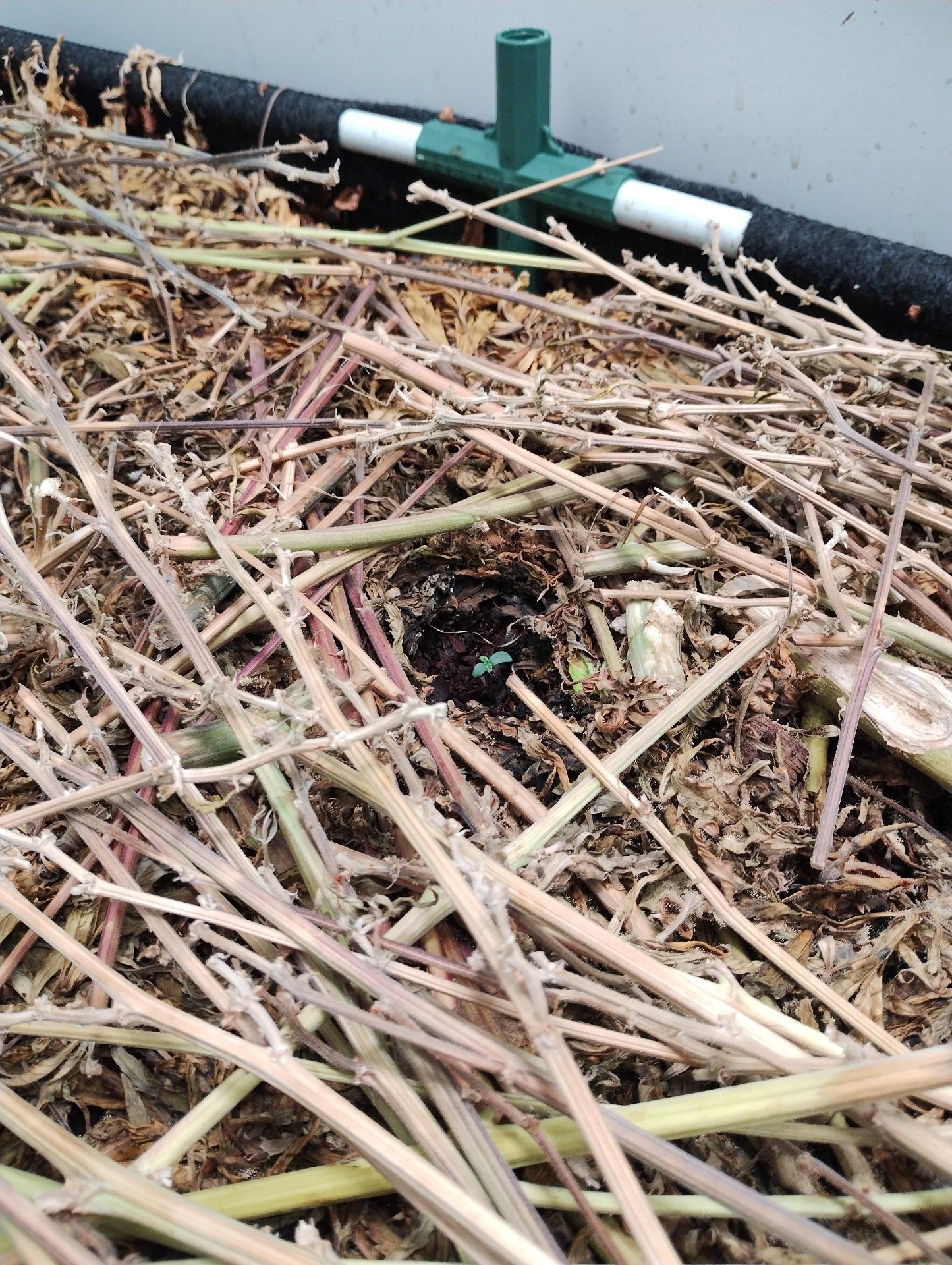 notill