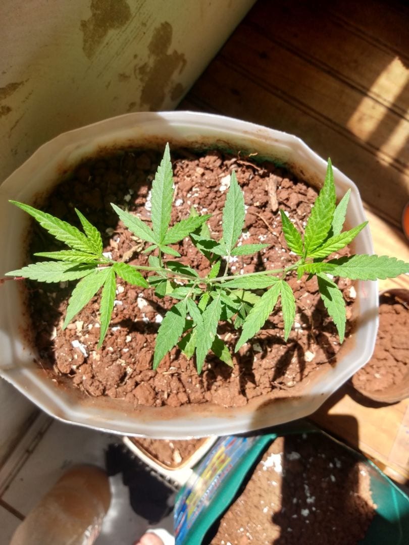 meu-primeiro-cultivo