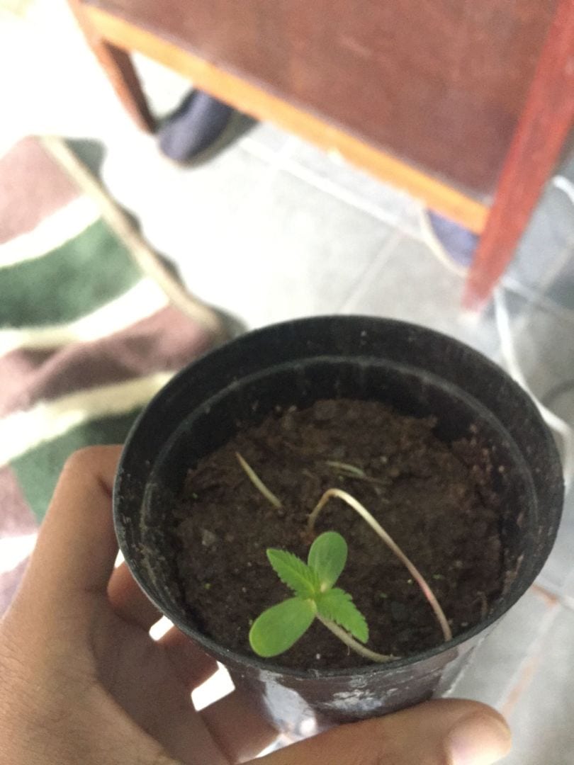 legalize-420