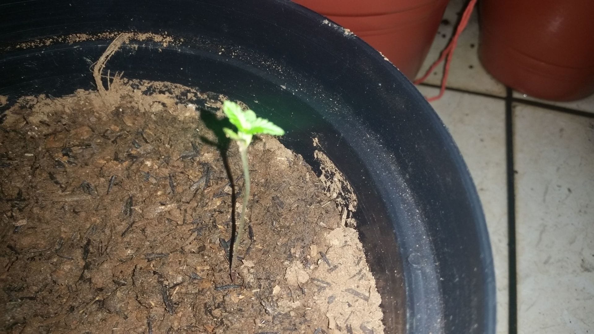 prenseed
