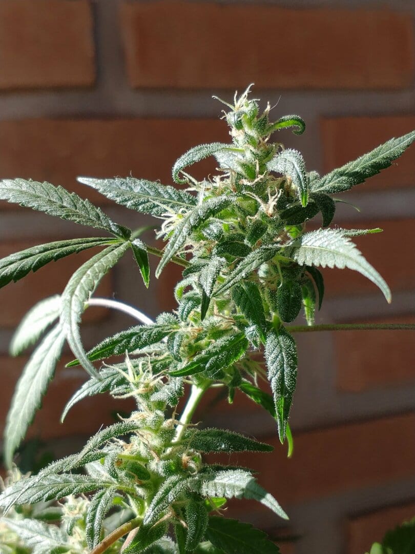 prenseeds-hydra-nome-fictcio
