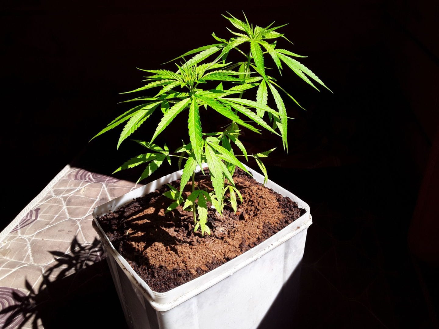 minhas-primeiras-plantinhas-