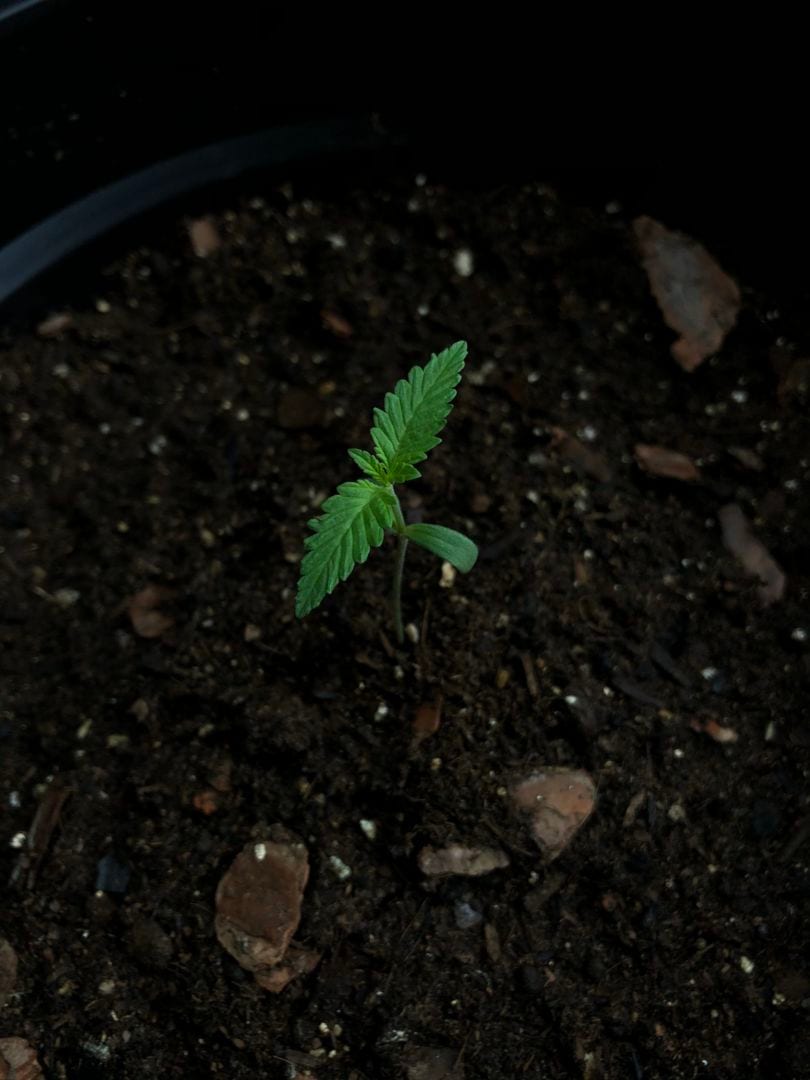 og-kush