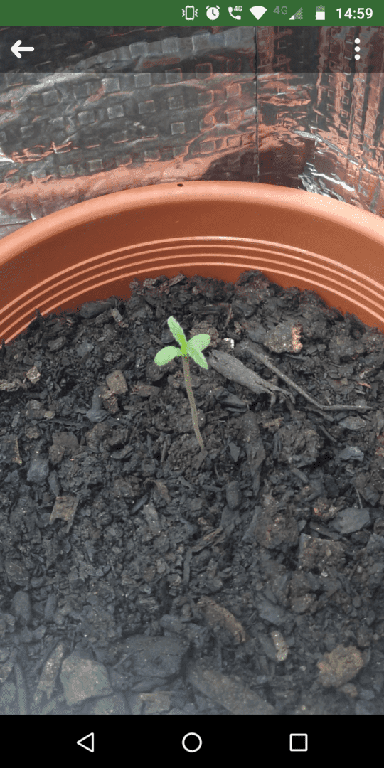 primeiro-cultivo-de-lemon-hazer