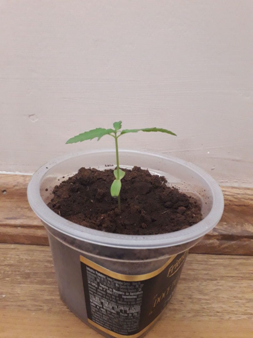 plantinha-desconhecida