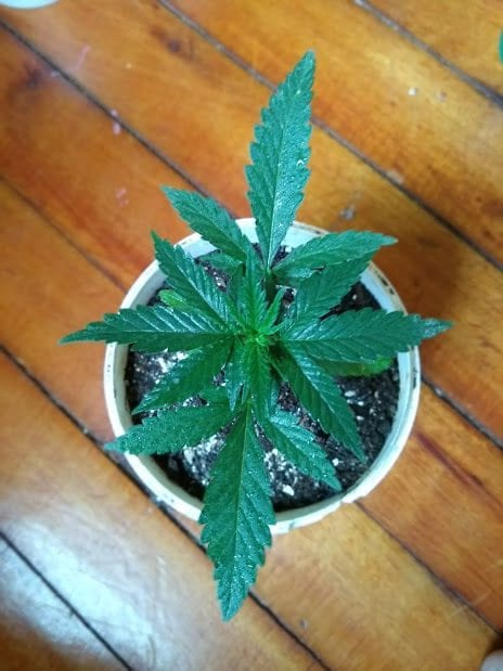 sementes-de-prensado-cultivados-na-luz